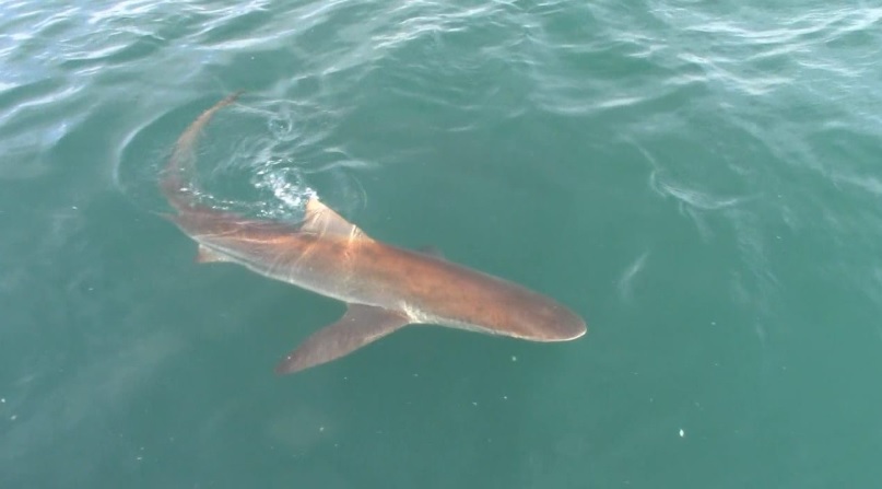 Shark 7 Jan 2020 1