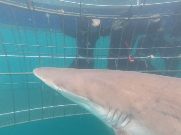 Bronze whalers shark in front of cage