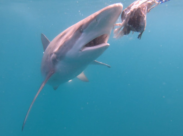 Bronze whalers shark take bait