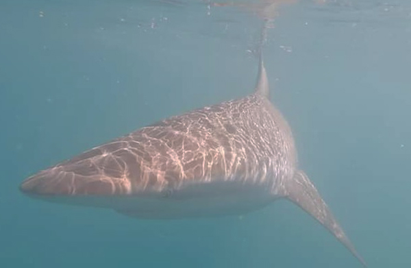 Bronze whalers shark under water