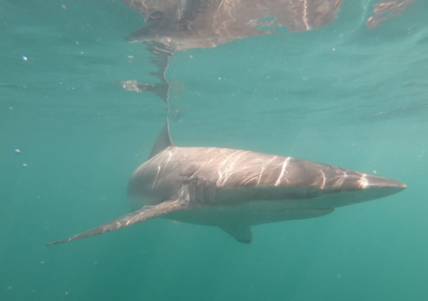 Bronze whalers under water