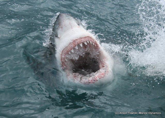 GWST White shark showing some teeth