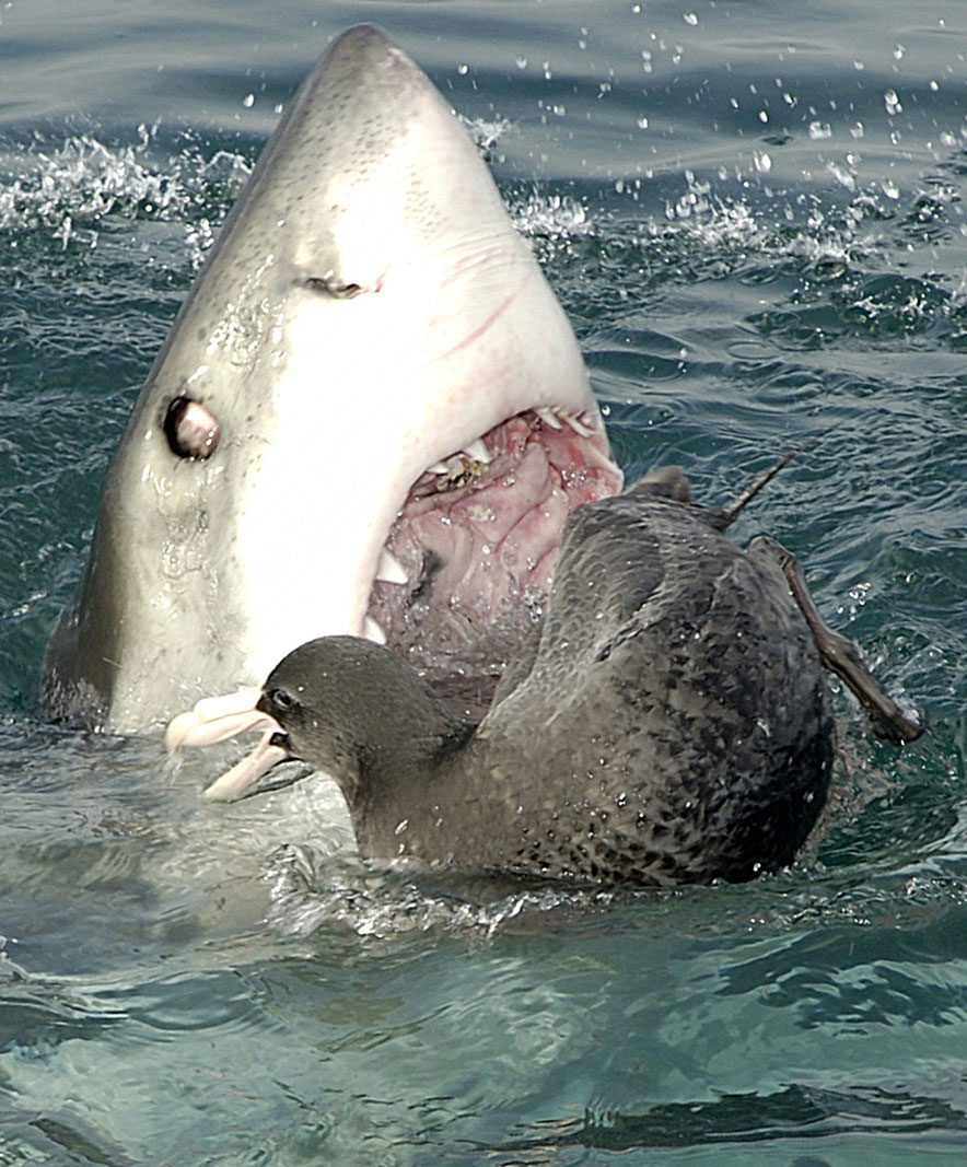 Great White Skark open mouth bird