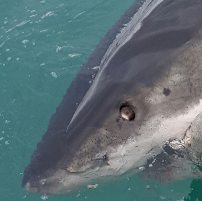 Shark eye very close