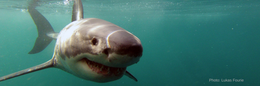 Can White Sharks see in murky water? | Shark Cage Diving with Great