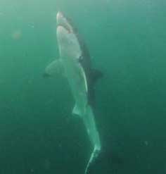 Shark fulle length go for bait