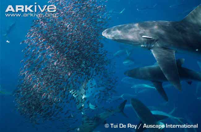 Bronze whaler feeding frenzy