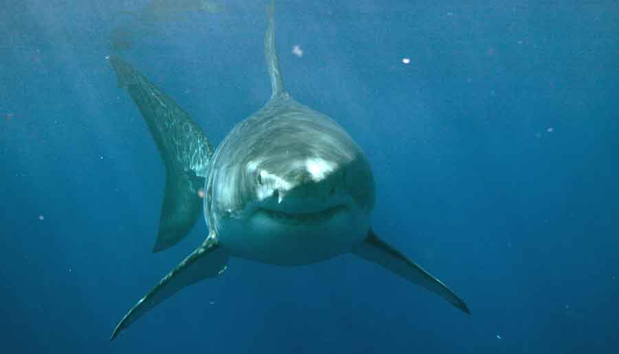 Shark uw swimming to camera