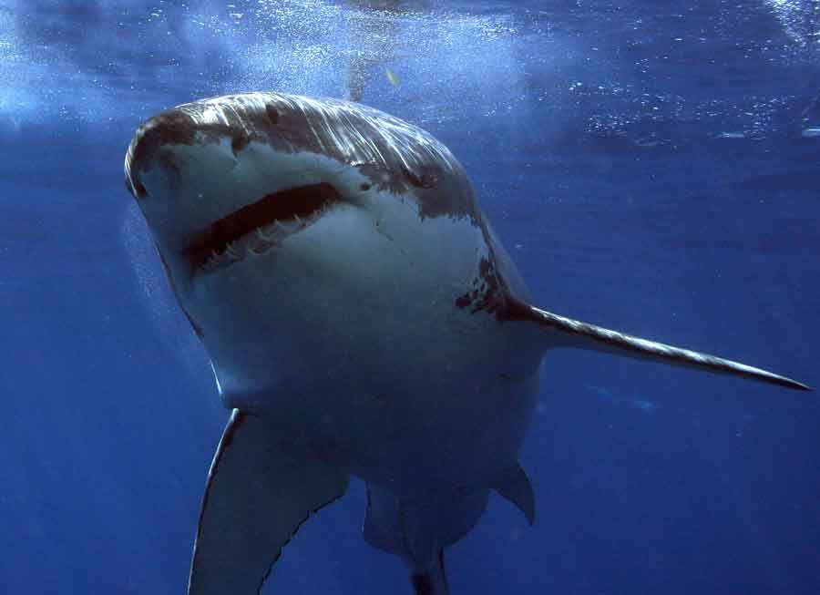 We finally know why great white sharks attack humans