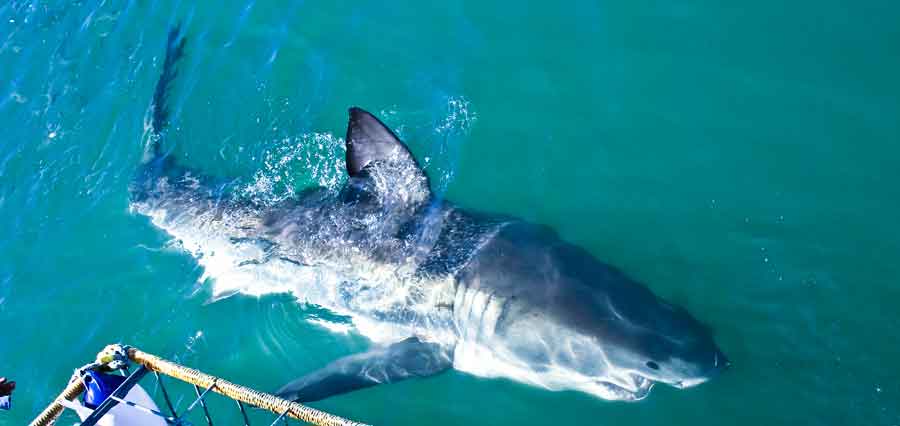 big shark in front of cage