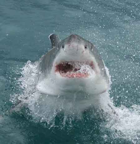 shark facing cmera with open mouth