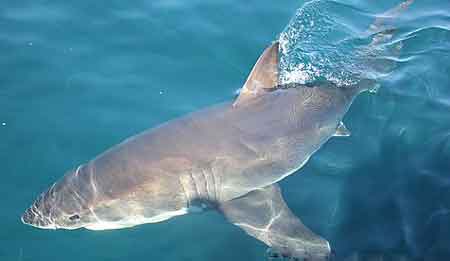 shark inclear water 450 x