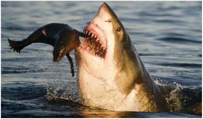 seal pup eaten by shark