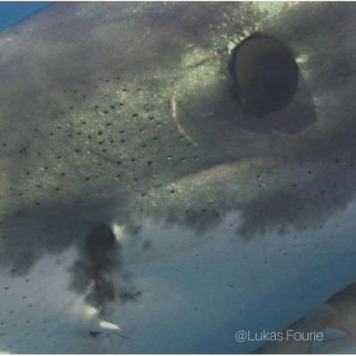 shark eye seeing red