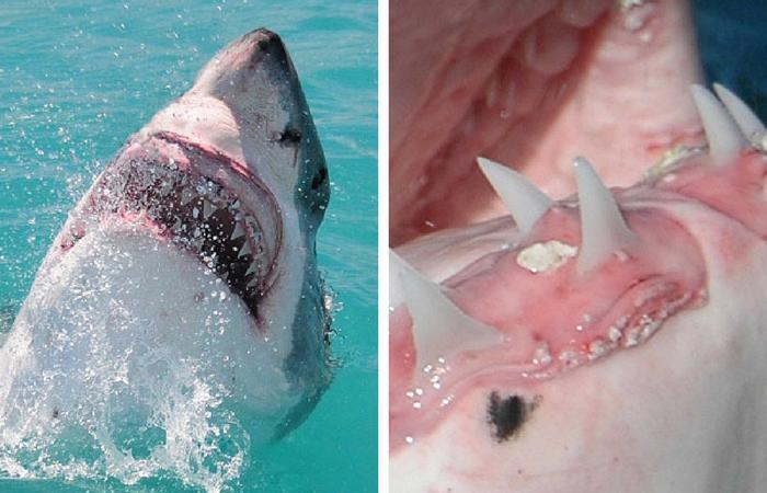 shark senses collage