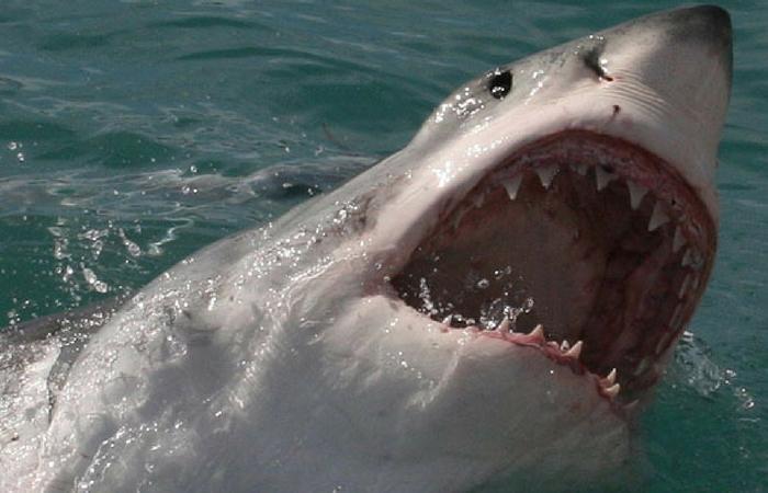 shark senses gaping mouth