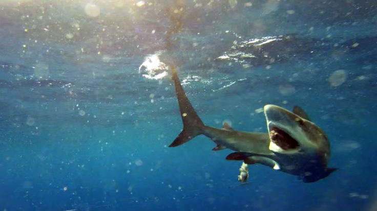 Sharks puke their guts out… literally!  Shark Cage Diving with Great White  Shark Tours