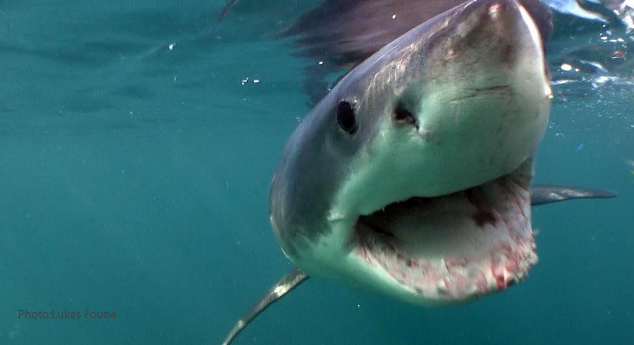white shark open mouth close