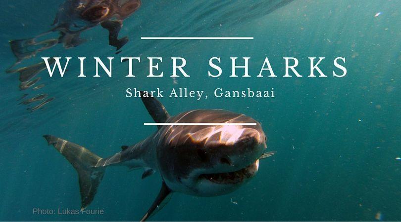 winter sharks