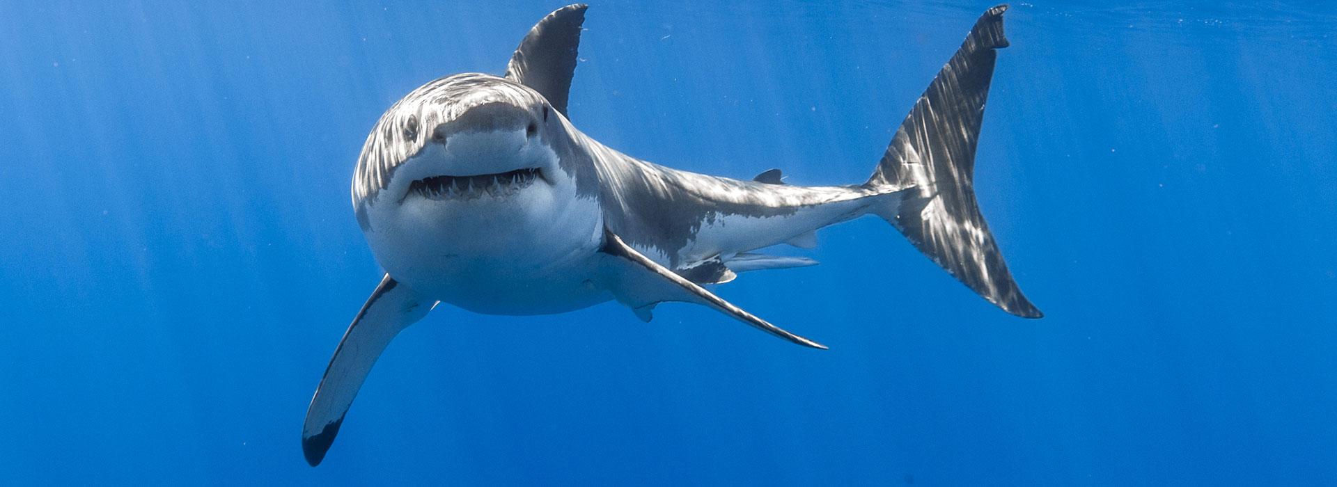 shark-under-water1920 Shark Cage Diving with Great White Shark Tours