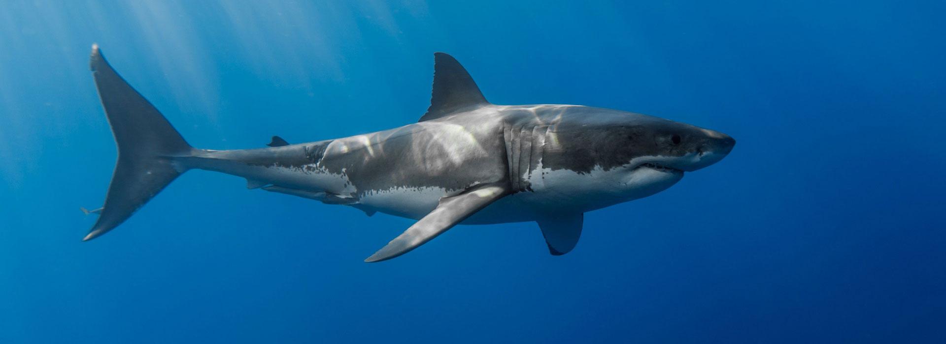 shark-under-waterd Shark Cage Dive South Africa | Great White Shark Tours™