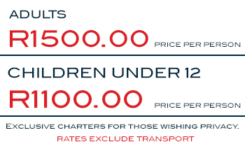 shark-diving-prices-2023.jpg