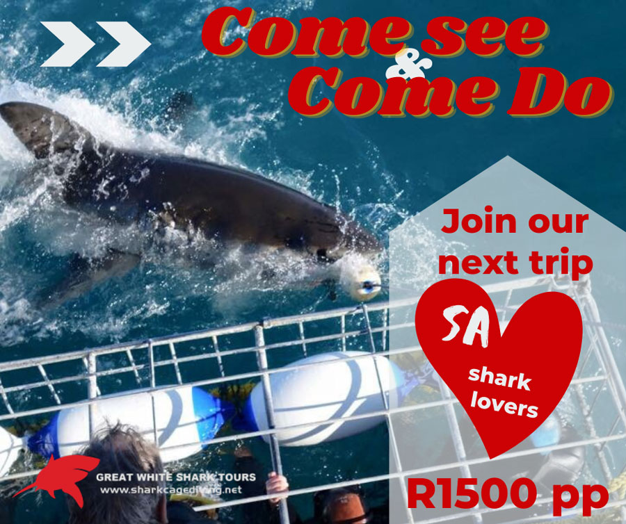 shark cage diving sa special