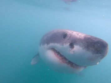 Daily Shark Cage Diving Blog 10 March 2020