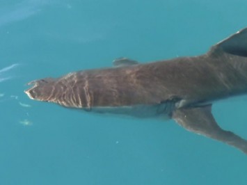 Daily Shark Cage Diving Blog 14 February 2020