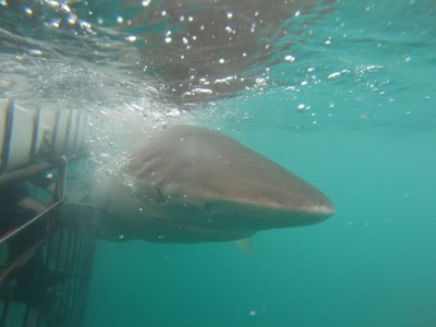 Daily Shark Cage Diving Blog 2 March 2020