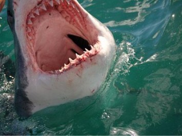 A great white can go through 20 000 razor sharp teeth in one life