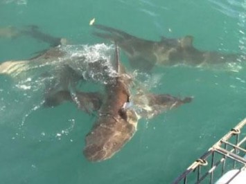 Daily Shark Cage Diving Blog 22 December 2019
