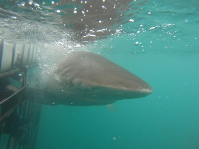 Daily Shark Cage Diving Blog 22 January 2020