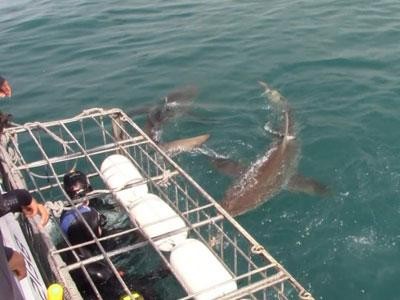 Daily Shark Cage Diving Blog 23 December 2019