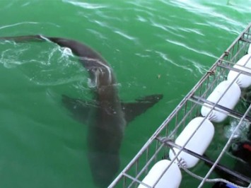 Daily Shark Cage Diving Blog 24 February 2020