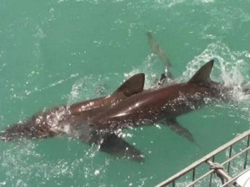 Daily Shark Cage Diving Blog 28 December 2019