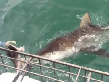 Daily Shark Cage Diving Blog 29 December 2019