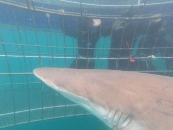 Daily Shark Cage Diving Blog 30 December 2019