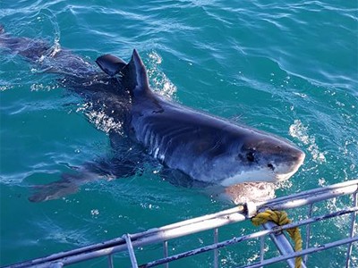 Daily Shark Cage Diving Blog 5 March 2020