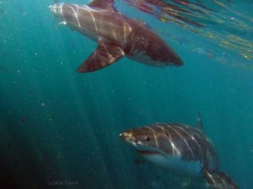 White Shark Café – Are sharks eating or meeting down under?