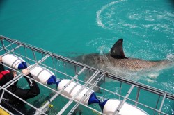 Great-White-Shark-at-Cage.jpg