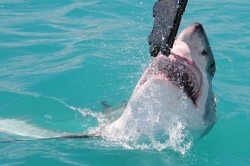 Great-White-Shark-diving-01.jpg