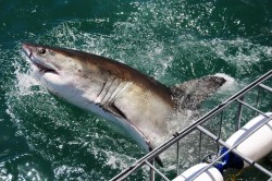 Great-White-Shark-jump-infront-Cage.jpg