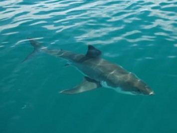 White Sharks pack their lunch in Liver Fat on long migrations