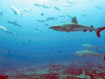 Reef Sharks have friends and even go out for a bite together. 