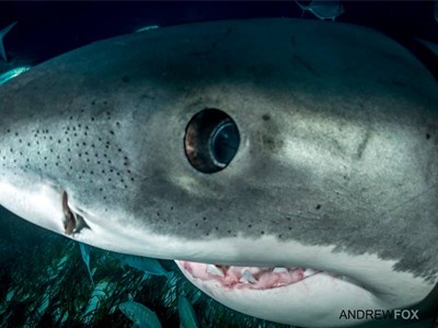 Can White Sharks see in murky water?