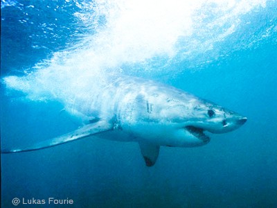 Can sharks flee from a hurricane?