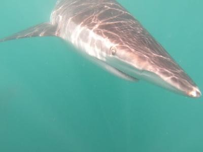 Daily Shark Cage Diving Blog - 27 November 2019