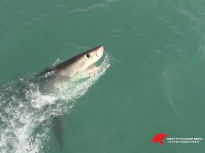 Daily Shark Cage Diving Blog - 24 October 2019