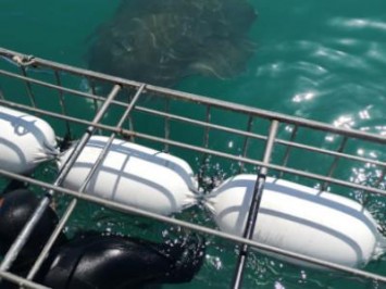 Daily Shark Cage Diving Blog - 12 October 2019